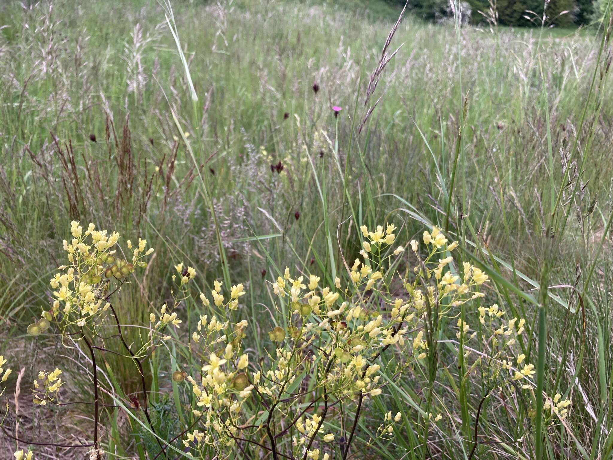 Image of Biscutella laevigata subsp. austriaca (Jord.) Mach.-Laur.