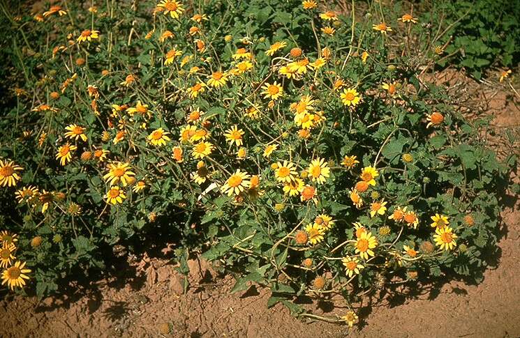 Image of awnless bushsunflower