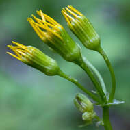 Image of Harford's ragwort