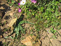 Plancia ëd Heliophila diffusa var. diffusa