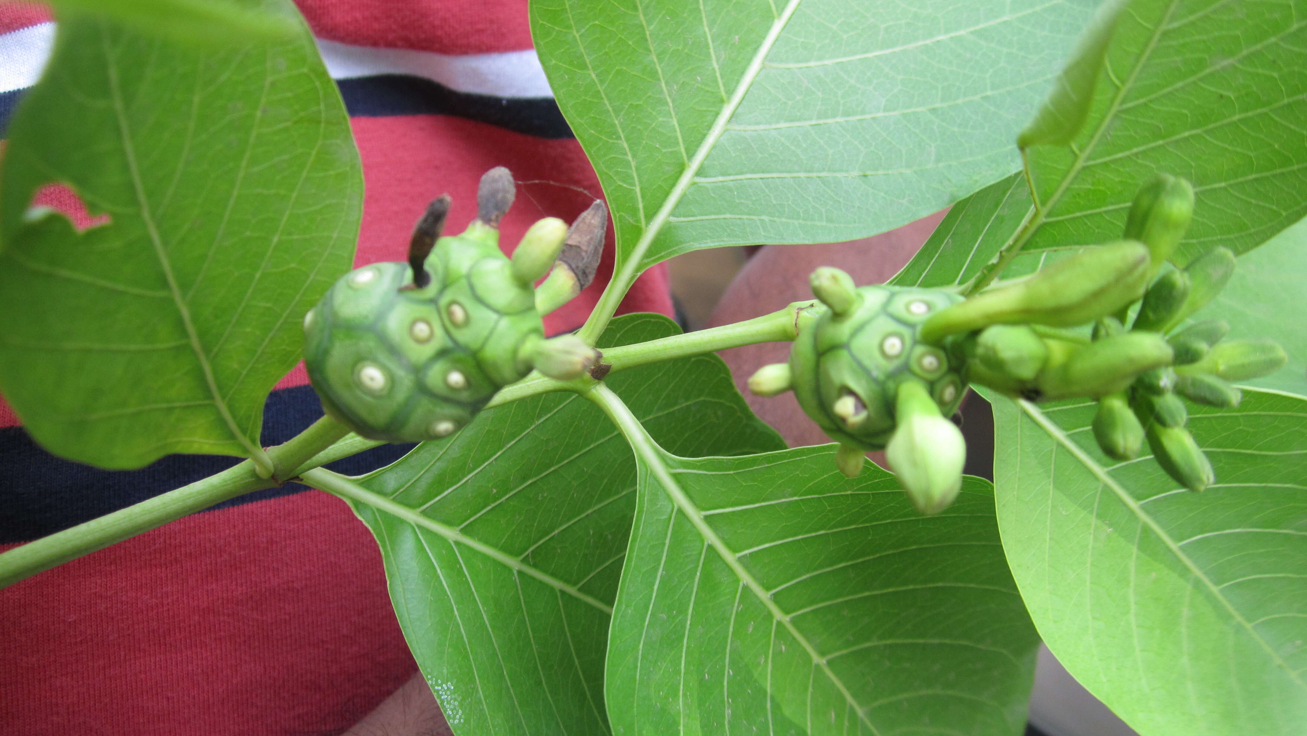 Image of Indian mulberry