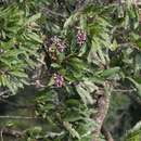 Image de Protorhus longifolia (Bernh.) Engl.