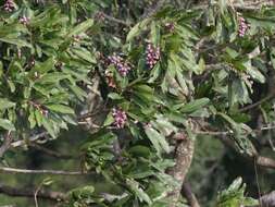 Image of Protorhus longifolia (Bernh.) Engl.