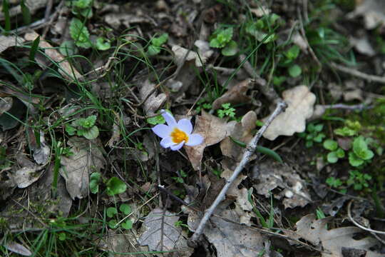 Image of Crocus biflorus subsp. adamii