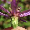 Image of thinleaf late purple aster