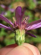 Image of thinleaf late purple aster