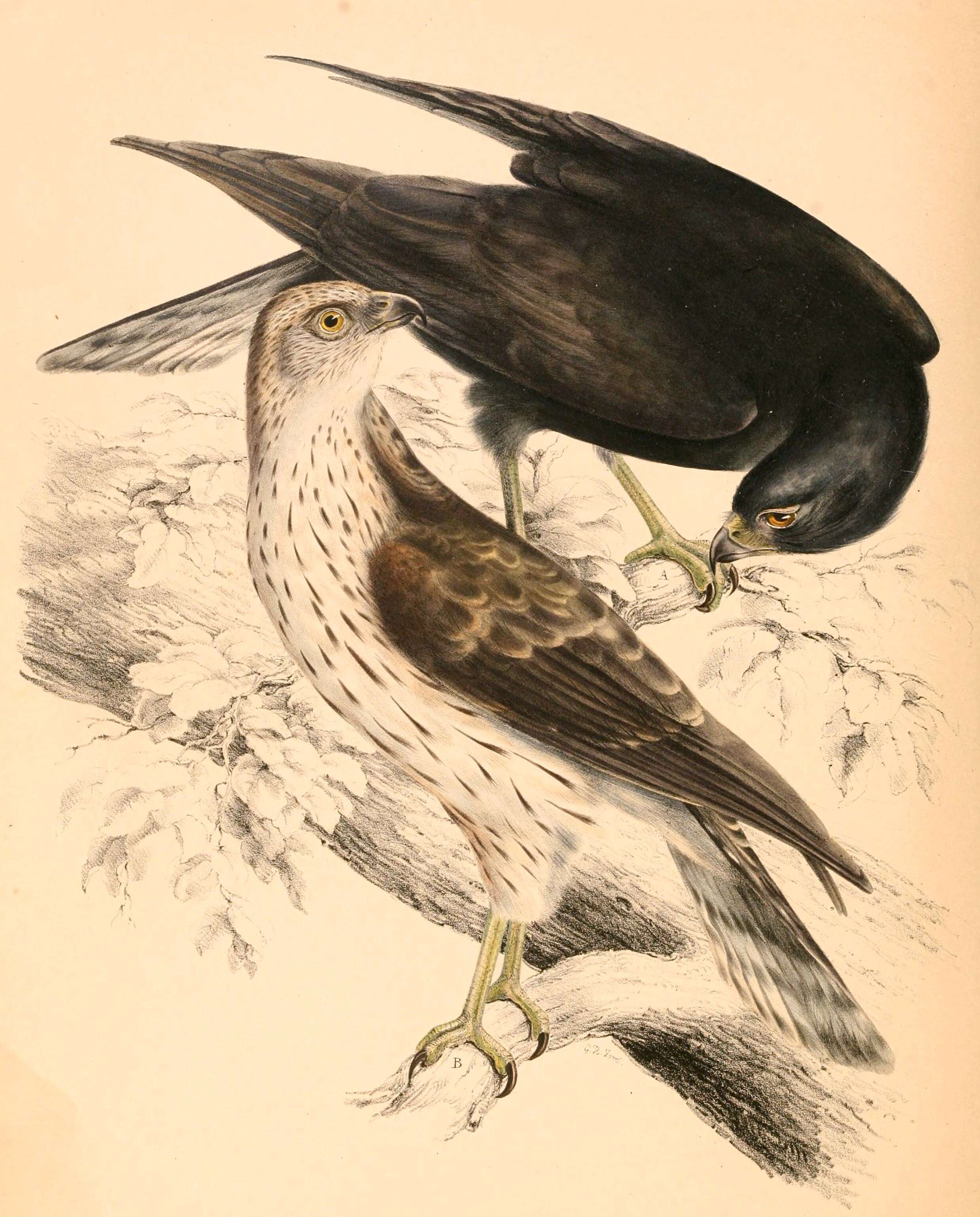 Imagem de Accipiter melanoleucus Smith & A 1830