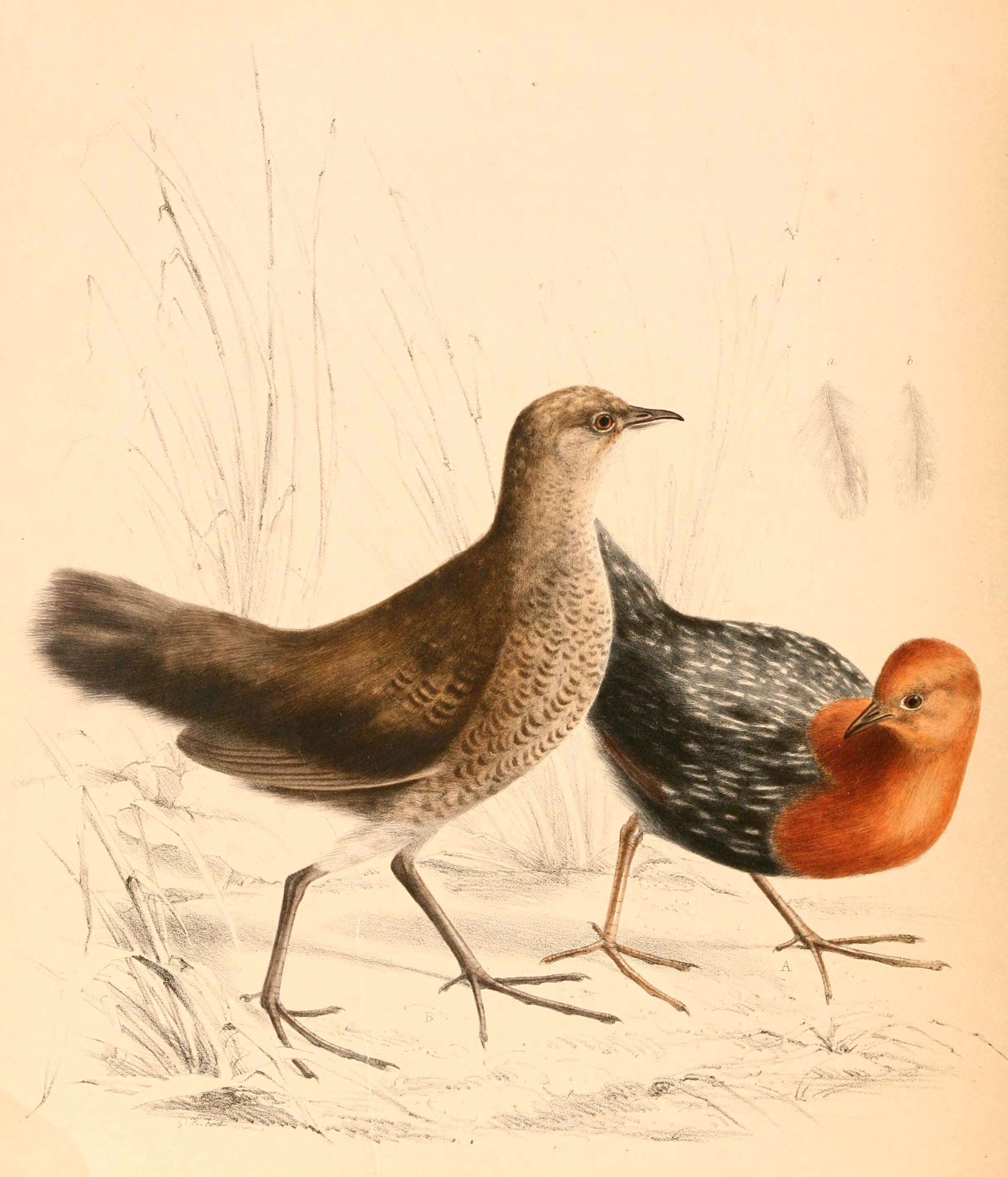 Image de Sarothrura Heine 1890