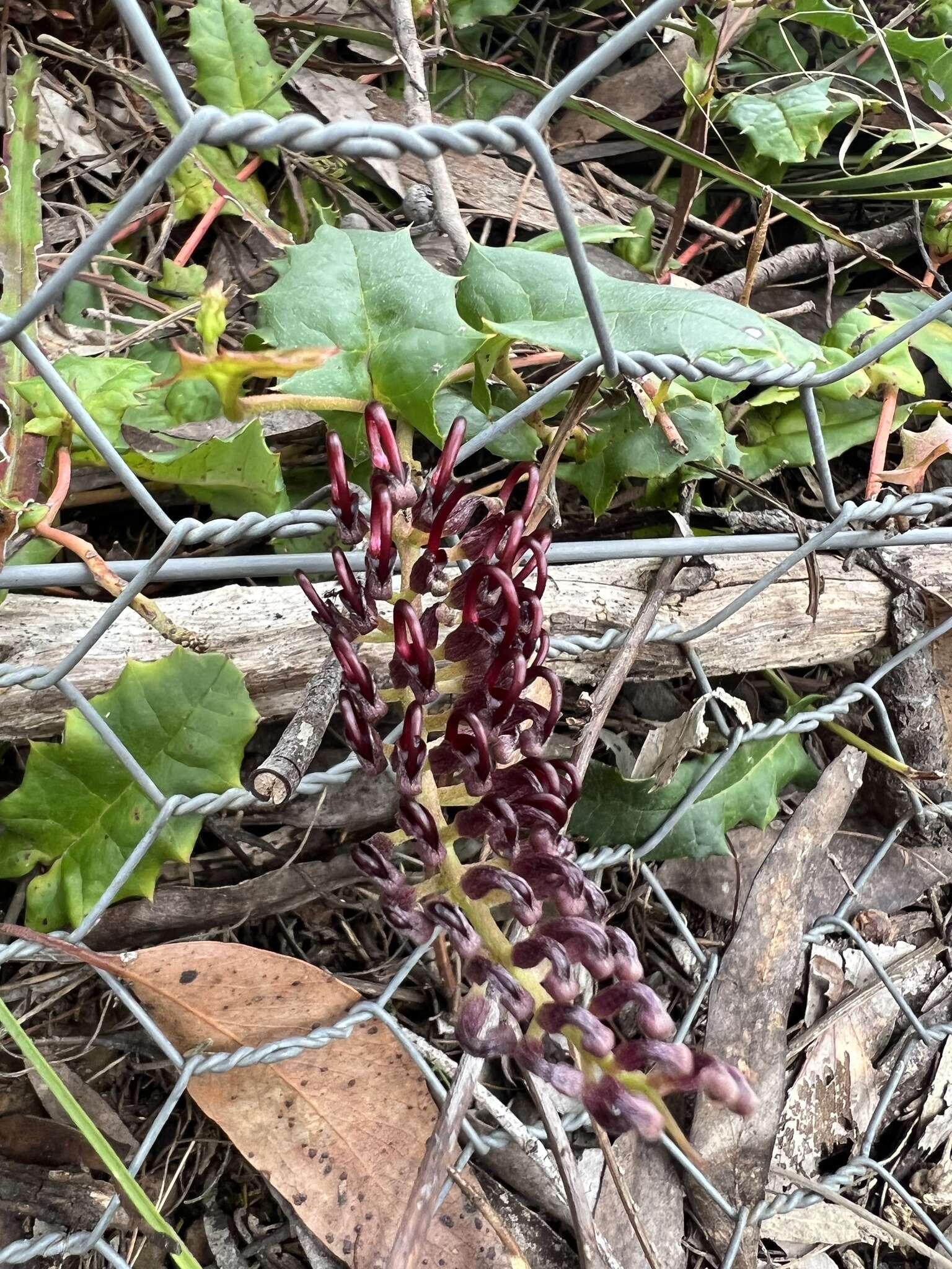 Image of Grevillea repens F. Müll.