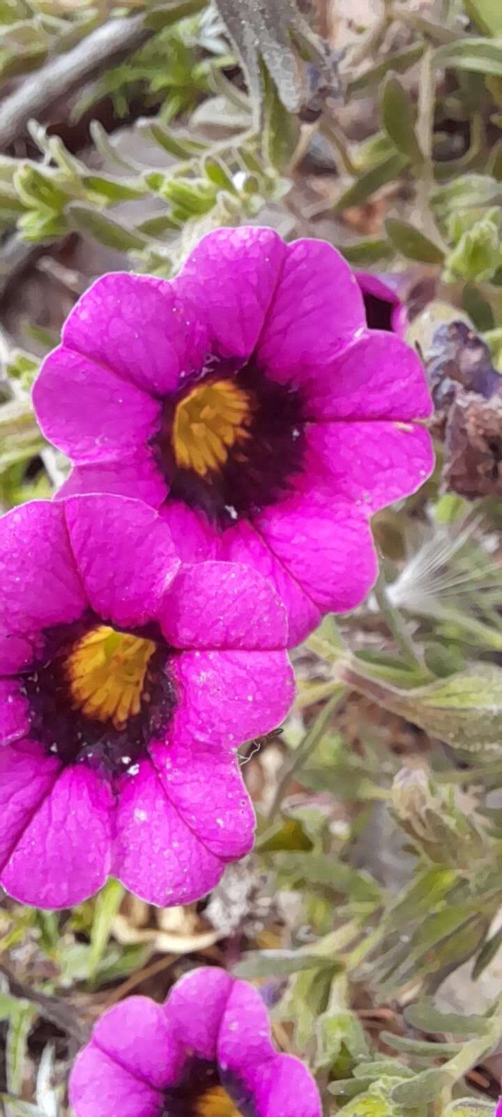 Image of Calibrachoa thymifolia (A. St.-Hil.) J. R. Stehmann & J. Semir