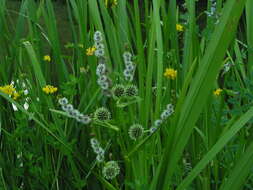 Image of Branched Bur-reed