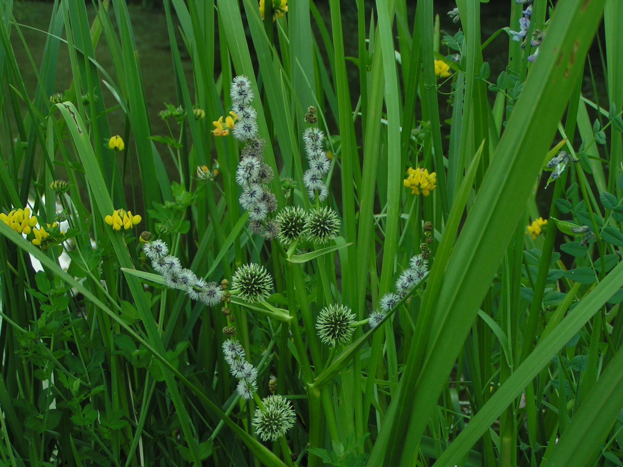 Image of Branched Bur-reed