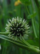 Image of Branched Bur-reed