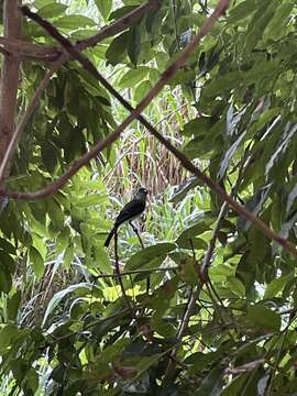 Image of Puerto Rican Flycatcher