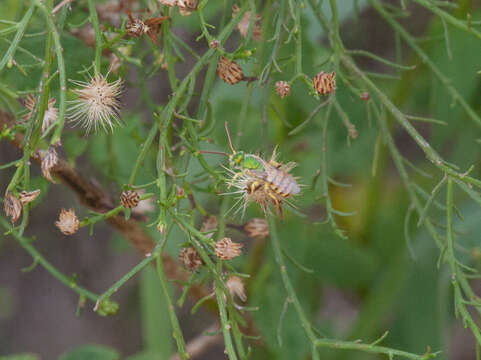 Слика од Agapostemon melliventris Cresson 1874