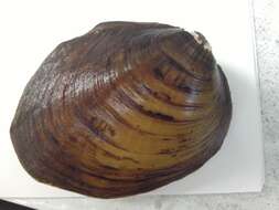 Image of Long Solid Mussel