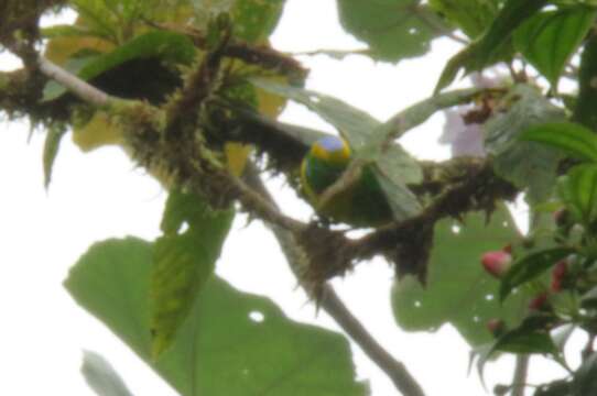 Image of Golden-browed Chlorophonia