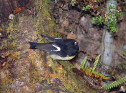 Image of New Zealand Tomtit