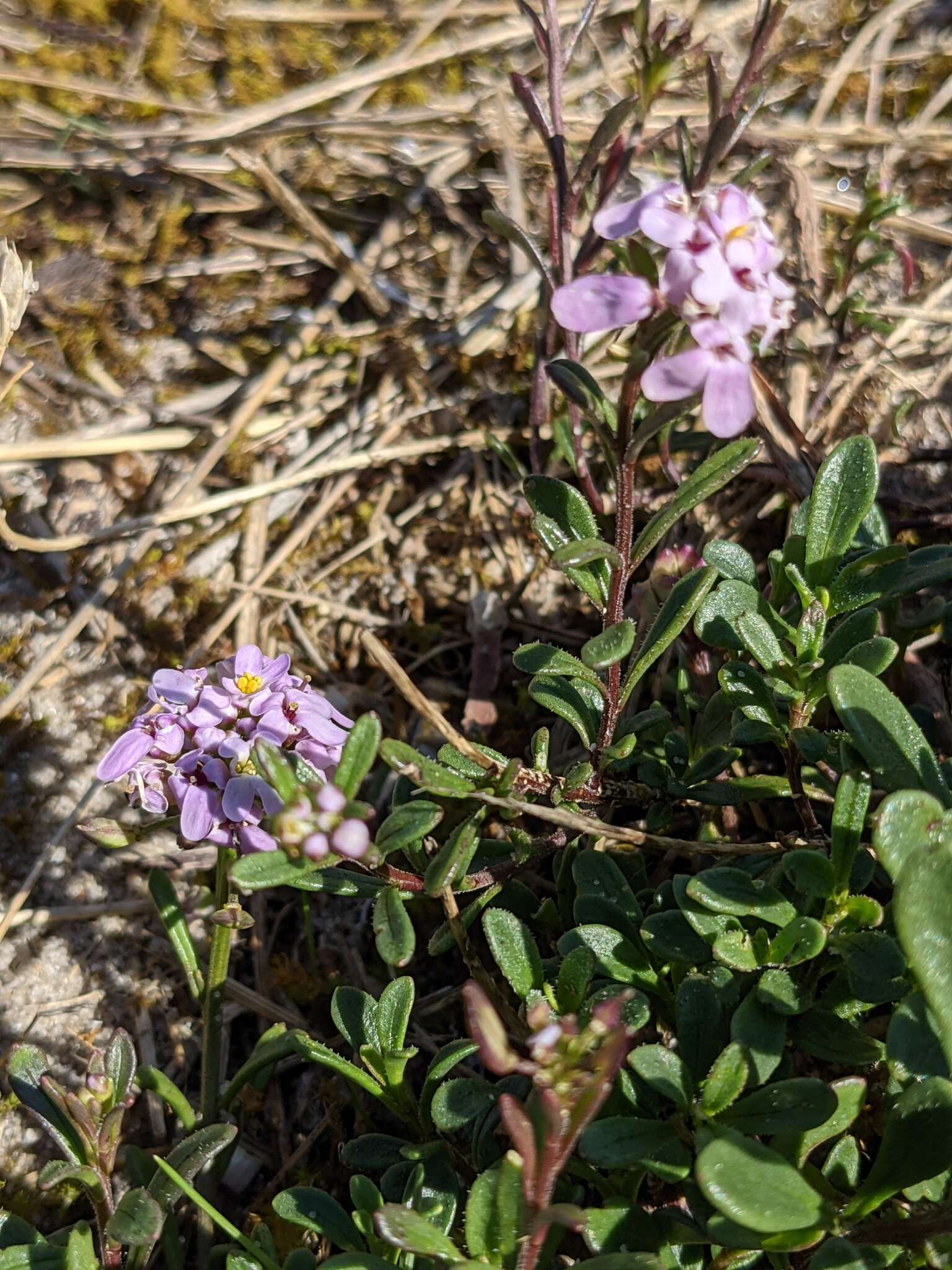 صورة Iberis procumbens Lange