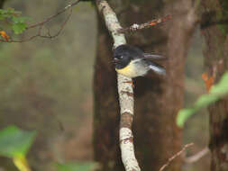 Image of New Zealand Tomtit