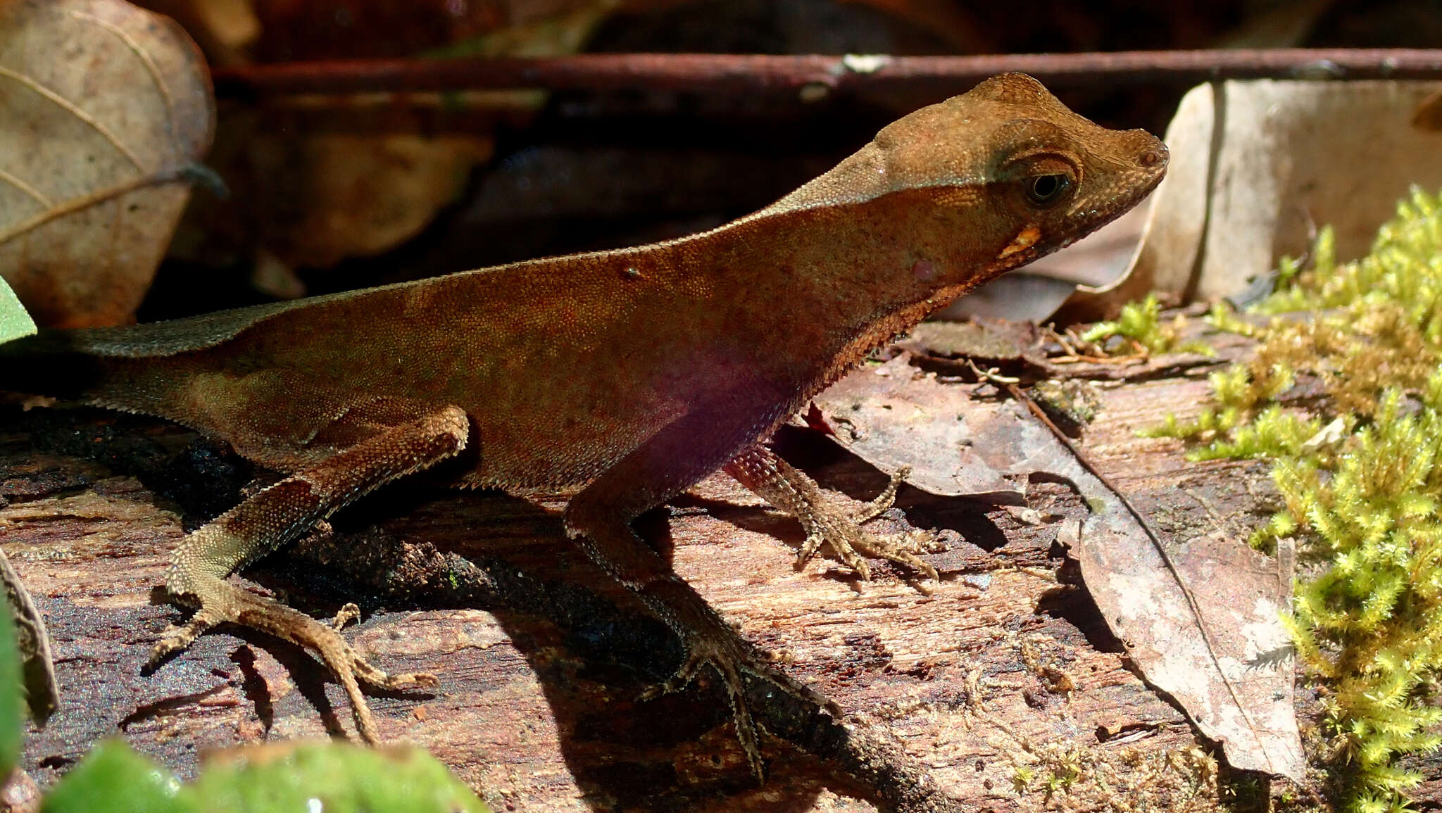 Image of Anolis chrysolepis Duméril & Bibron 1837