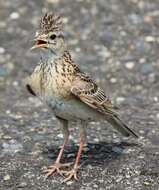 Image of Skylark