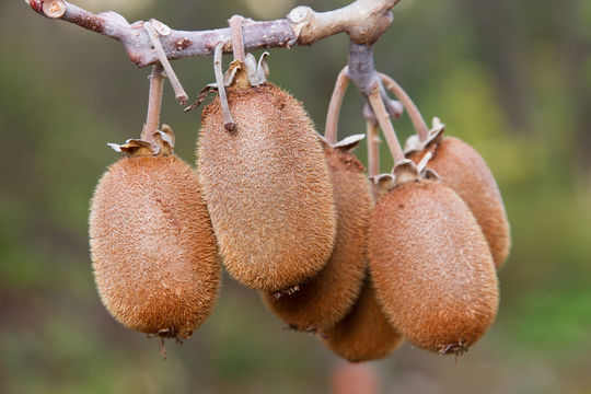 Image of Kiwi fruit