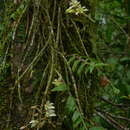 Image of Chameleon Dendrobium