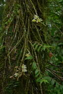 Image of Chameleon Dendrobium