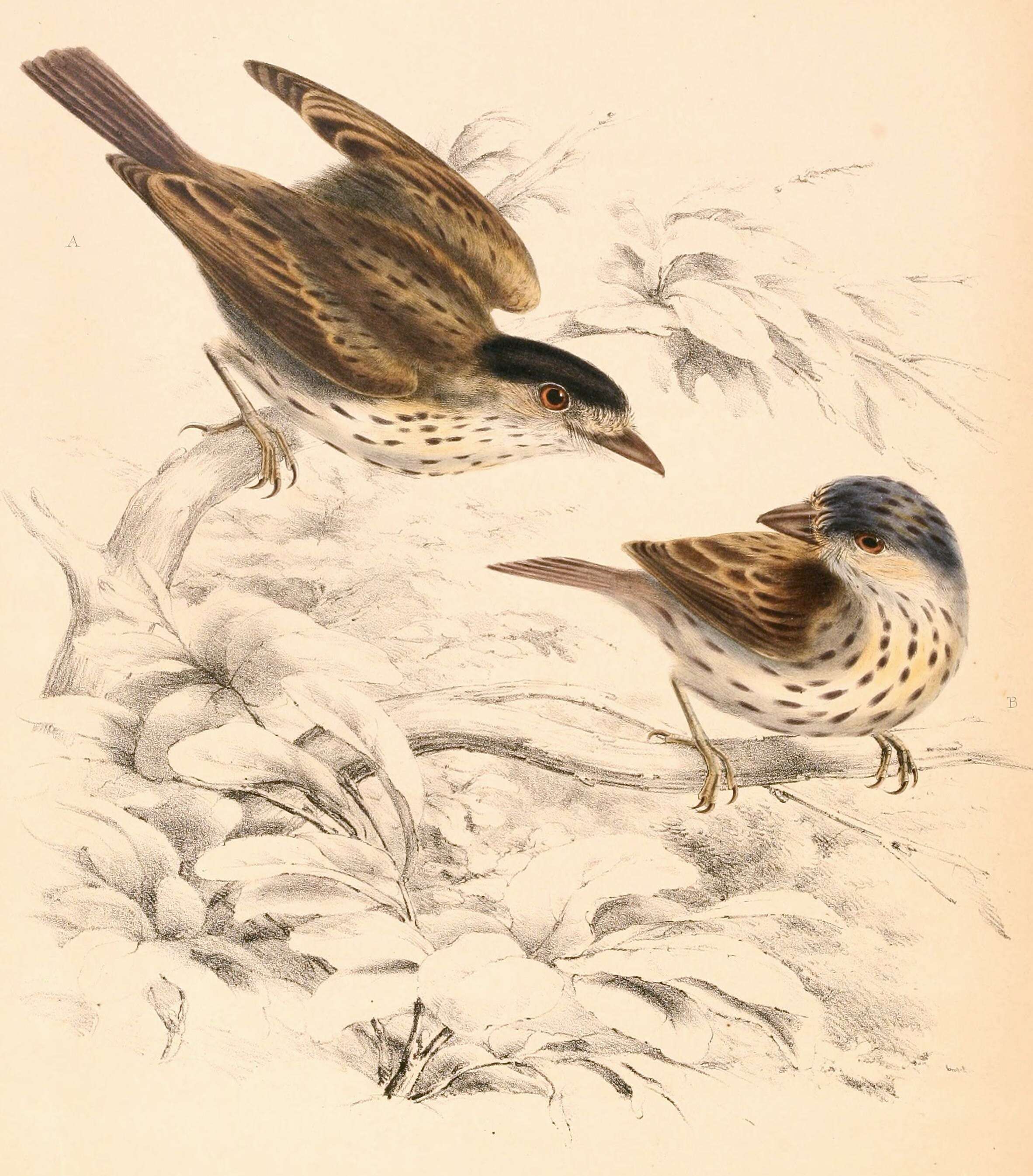 Image of broadbills