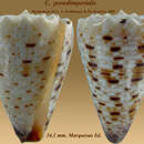 Image of Conus pseudimperialis Moolenbeek, Zandbergen & Bouchet 2008
