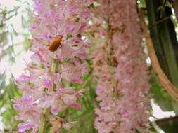 Слика од Rhynchostylis retusa (L.) Blume