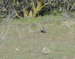 Image of Chilean Mockingbird