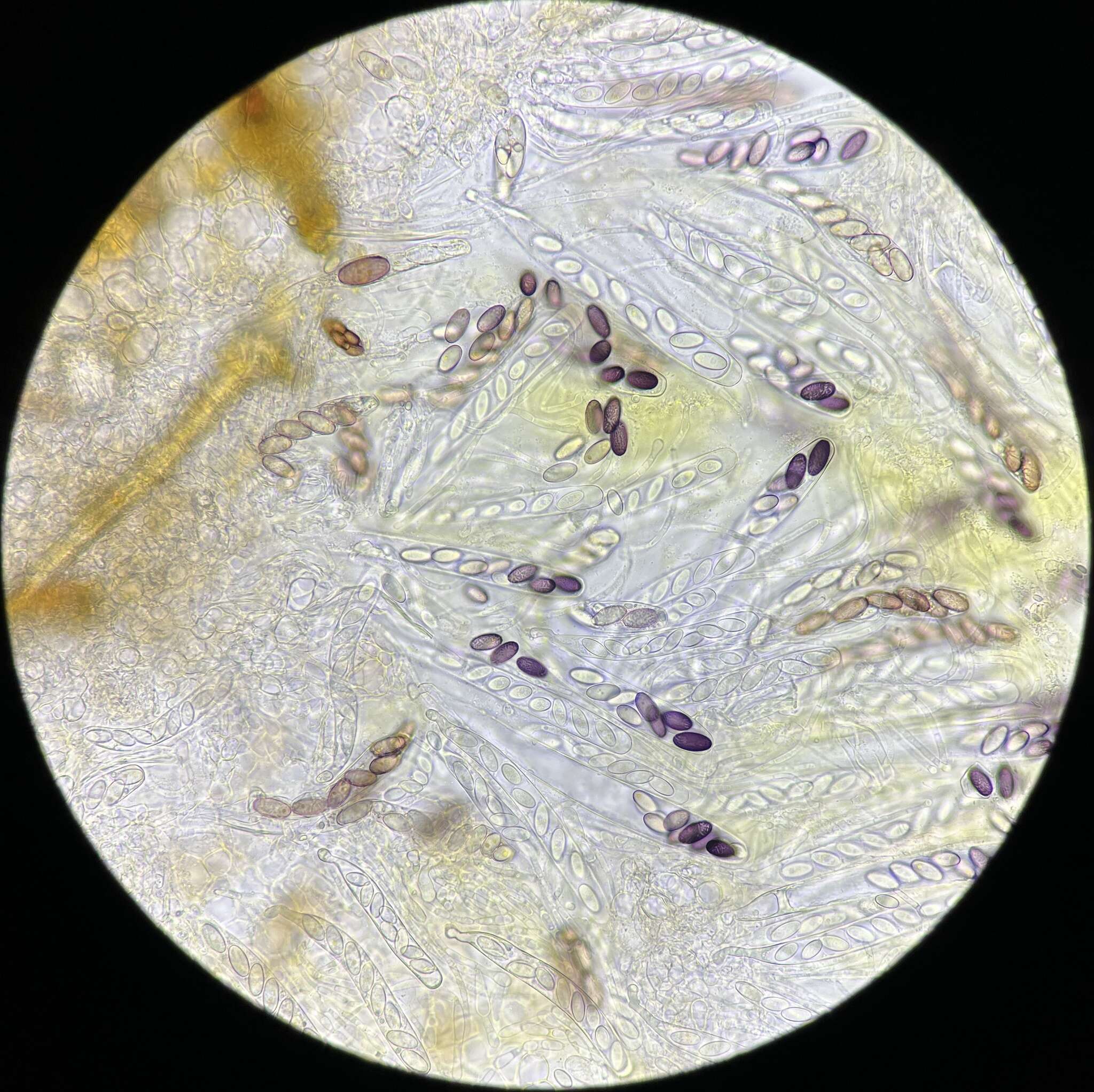 Image de Ascobolus michaudii Boud. 1907