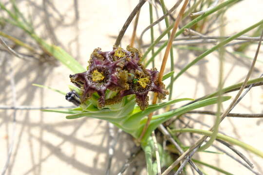 Image of Ferraria foliosa G. J. Lewis