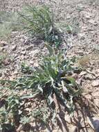 Image of Tragopogon marginifolius Pawl.