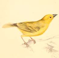 Image of Ploceus Cuvier 1816