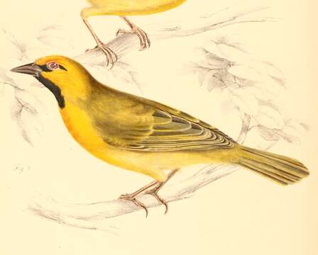 Image of Spectacled Weaver