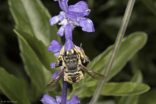 صورة Anthidium manicatum (Linnaeus 1758)