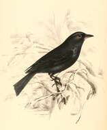 Image of Common Square-tailed Drongo