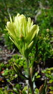 Image of Cusick's Indian paintbrush