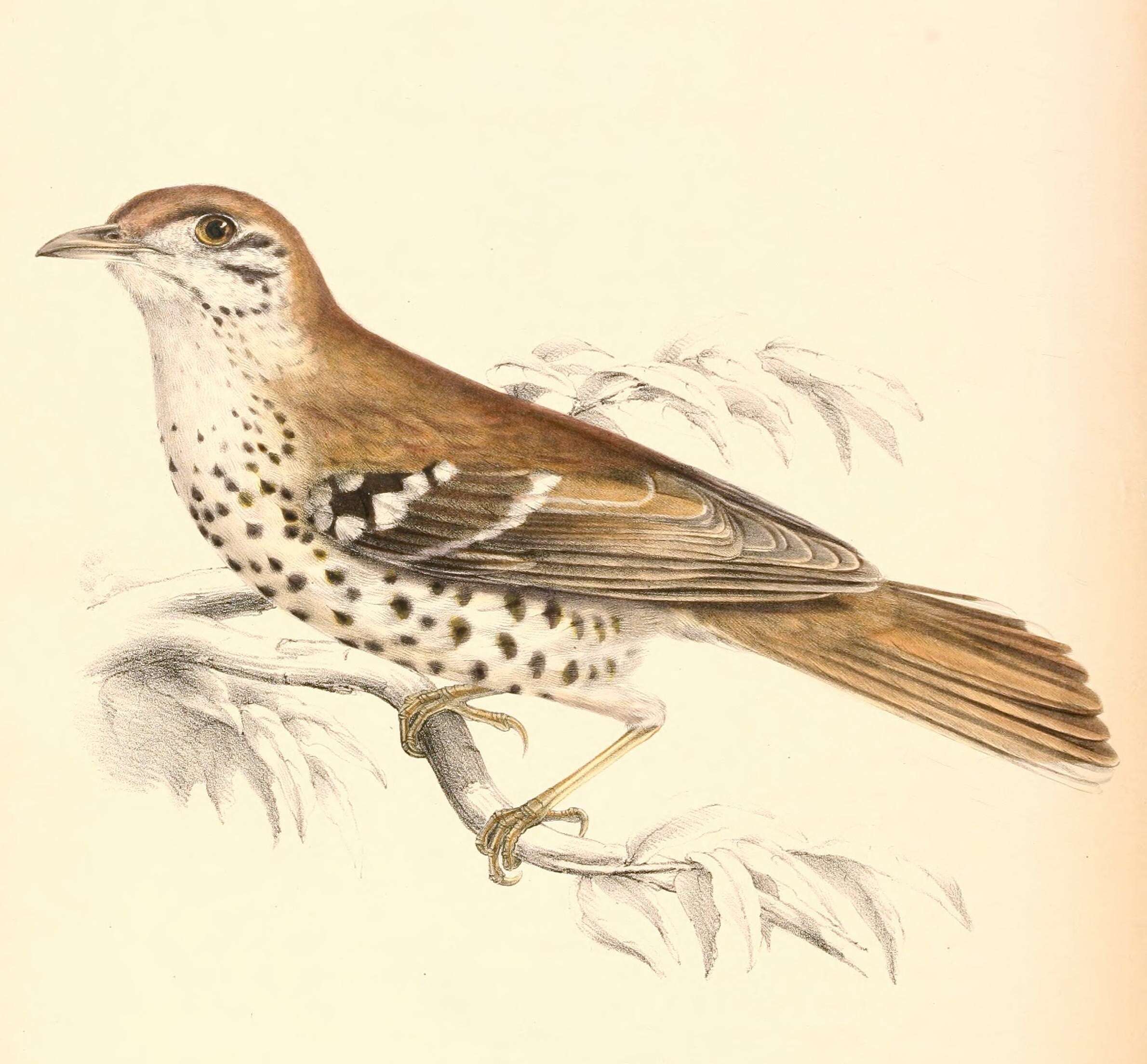 Image de Geokichla Müller & S 1836