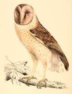 Image of African Grass Owl