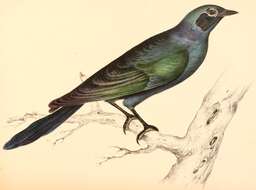 Image of Burchell's Glossy-Starling