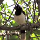 Image of White-naped Jay