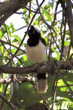 Cyanocorax cyanopogon (Wied-Neuwied 1821) resmi