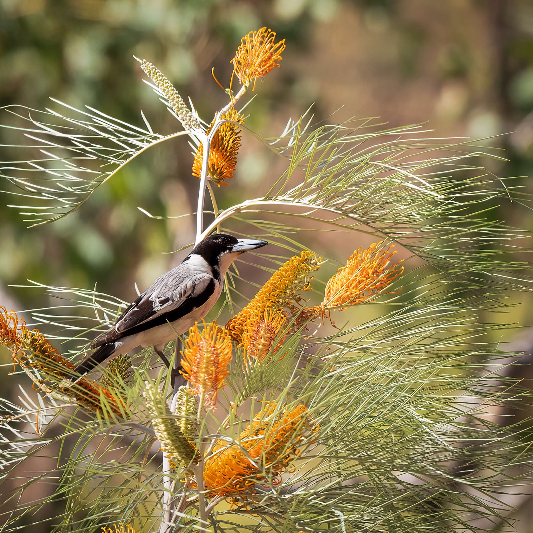 Image of Silver-backed Butcherbird