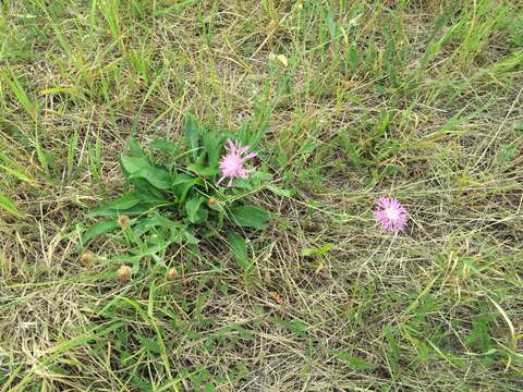 Image of Centaurea jacea subsp. jacea