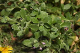 Image of lilacbush