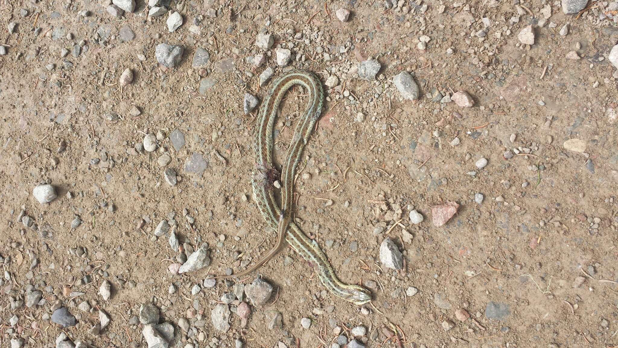 Image of Thamnophis sirtalis pallidulus Allen 1899